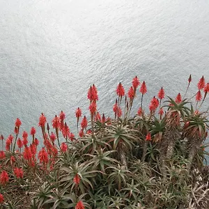Palma Madeira Wandern Und Tauchen Apartment